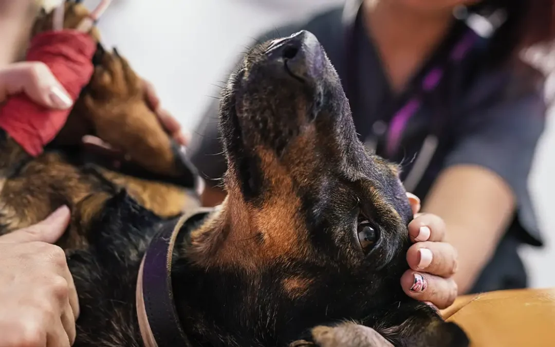 La importancia de los equipos interdisciplinares en el futuro de la educación canina.