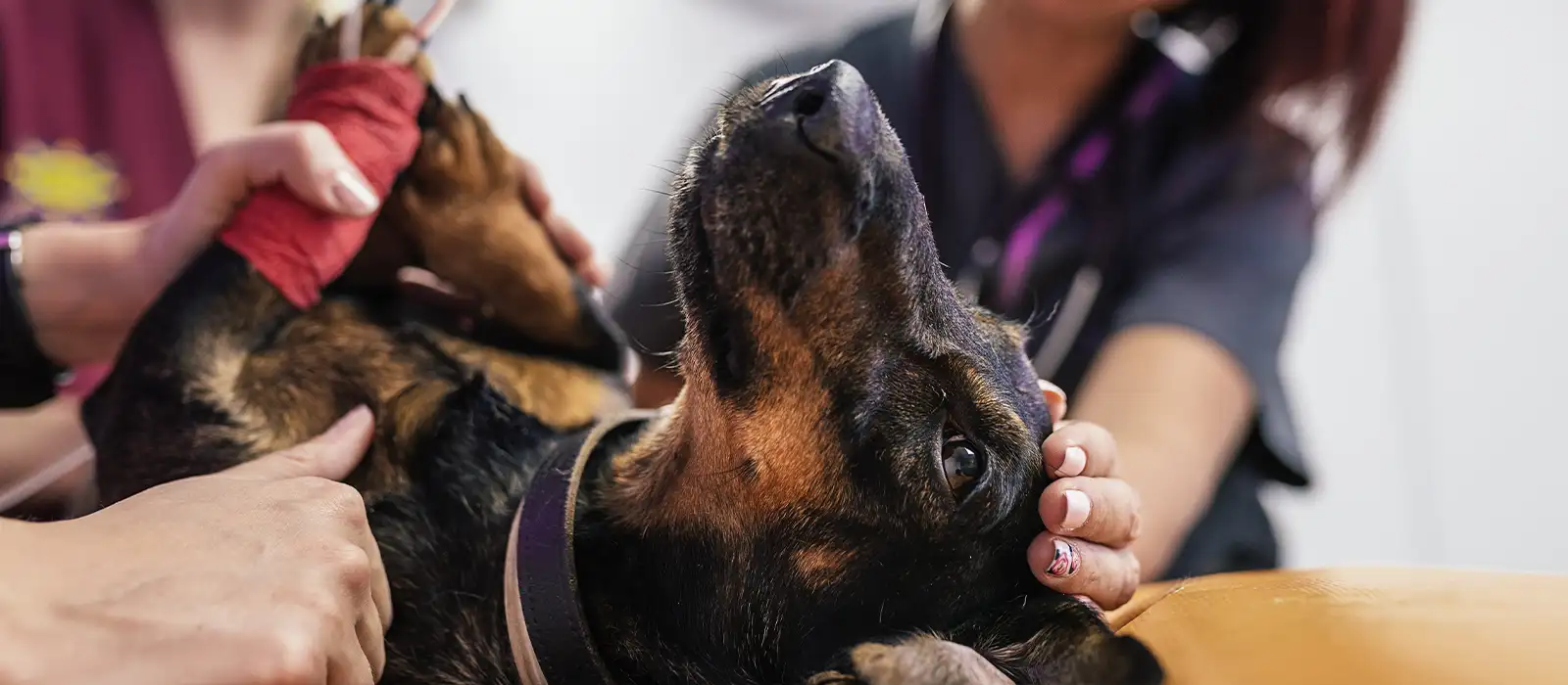 colaboración entre educadores y etólogos veterinarios