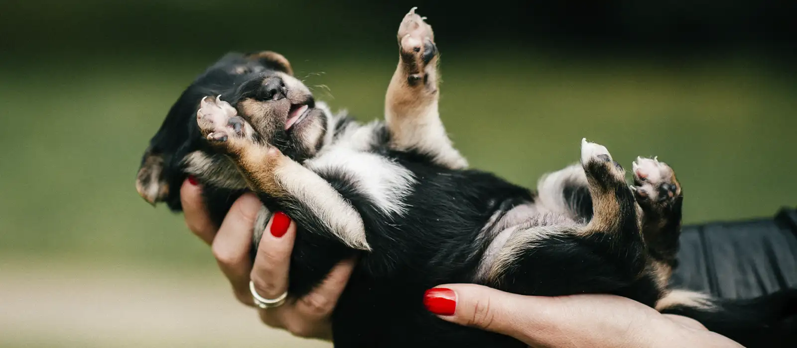 educacion-cachorros-refuerzo-positivo