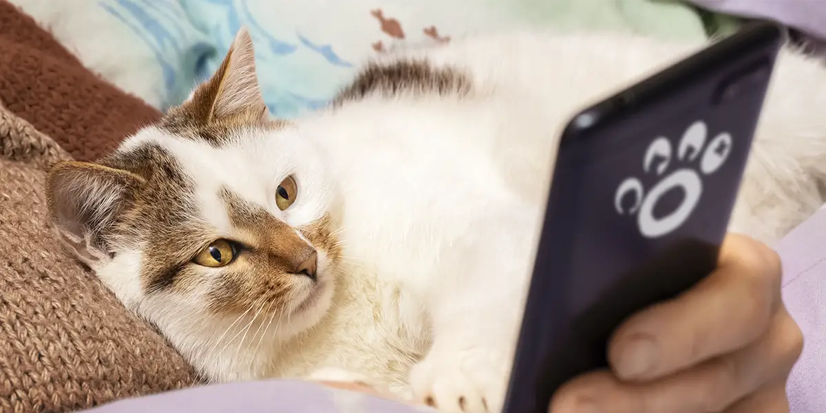 consultas-express-etho-2025