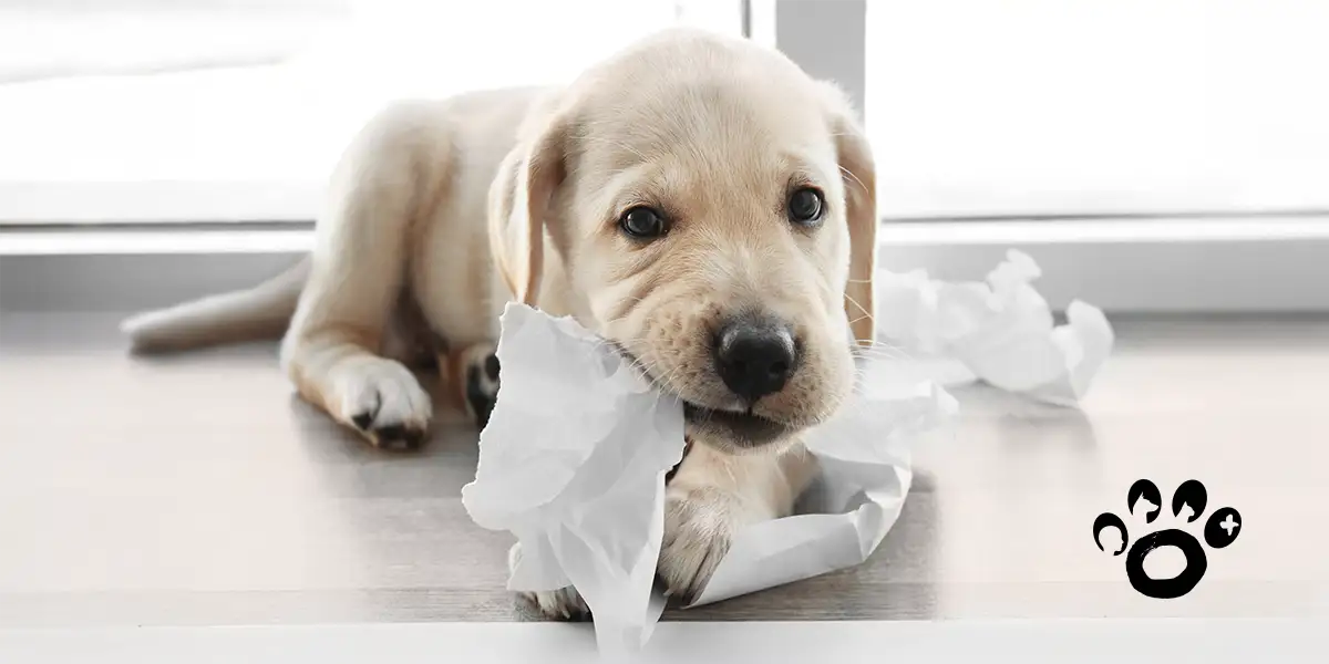 educacion-cachorros-etho4