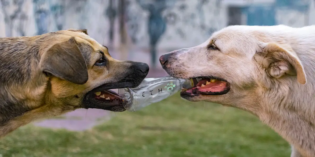 modificacion-de-conducta-etho5